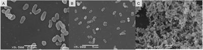 Auxin production and plant growth promotion by Microbacterium albopurpureum sp. nov. from the rhizoplane of leafless Chiloschista parishii Seidenf. orchid